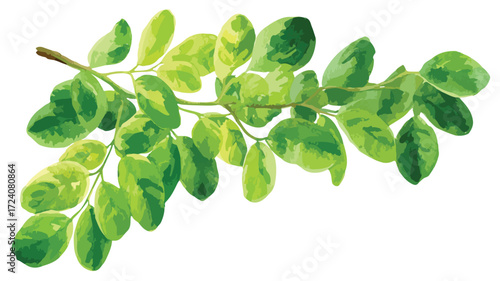 Vibrant Hand Drawn Green Moringa Leaves Watercolor Vector Illustration
