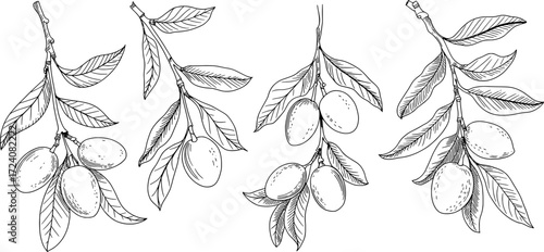Black and white botanical line drawing of fruit branches vector
