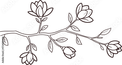 Black and white line drawing of magnolia flowers on a branch leaves