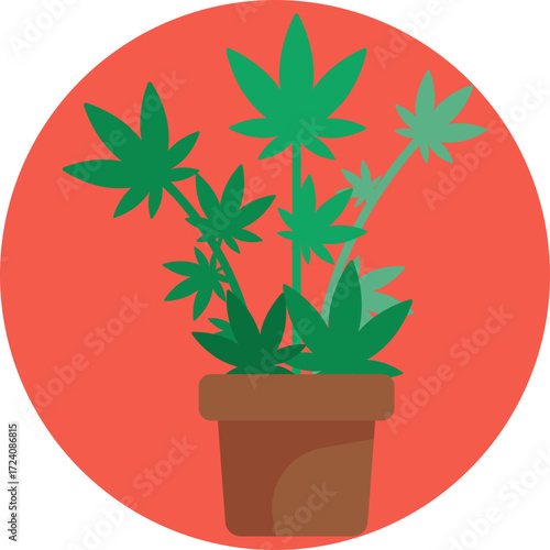 Potted cannabis plant with leaves growing upward.