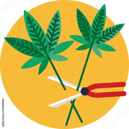 Cannabis plants ready for harvest, symbolizing collection and processing.