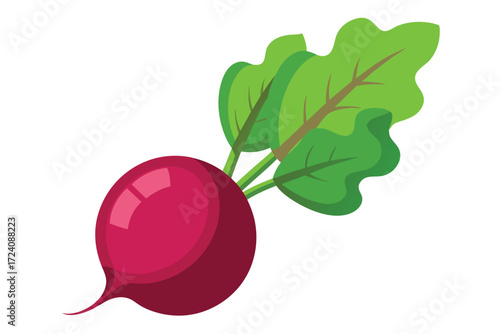Fresh raw beet with healthy green leaves is displayed on a bright white backdrop