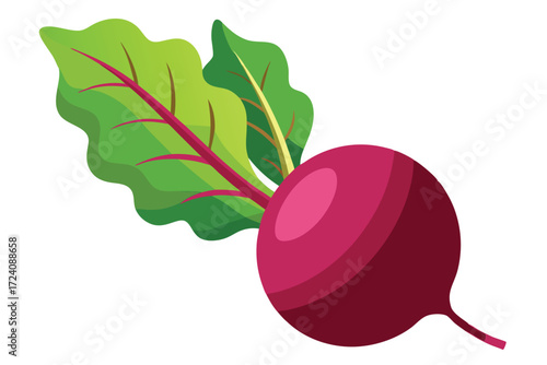 Beetroot features vibrant green leaves and a red stem, creating a natural appearance