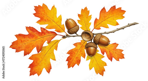 Illustration of autumn oak branch with colorful leaves and acorns isolated on transparent background