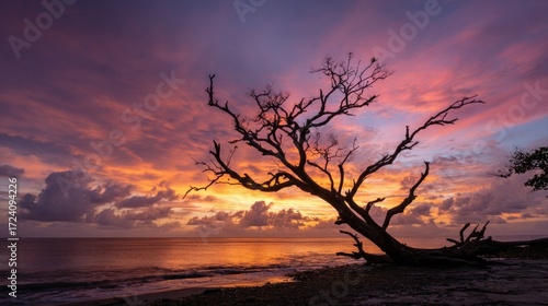 Dramatic sunset over beach with lone, silhouetted tree