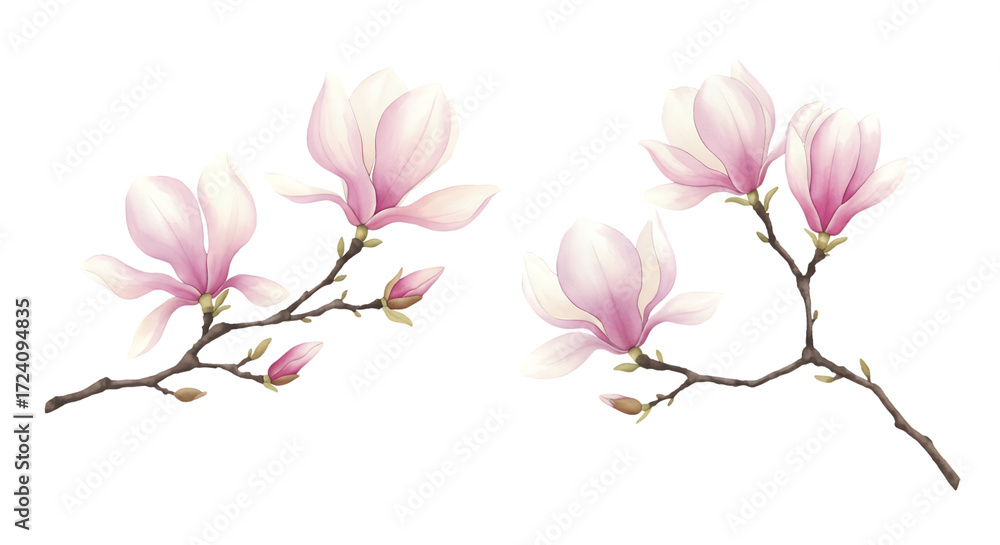 Obraz premium Illustration of artistic watercolor painting of pink magnolia flowers and buds on branches, isolated on transparent background