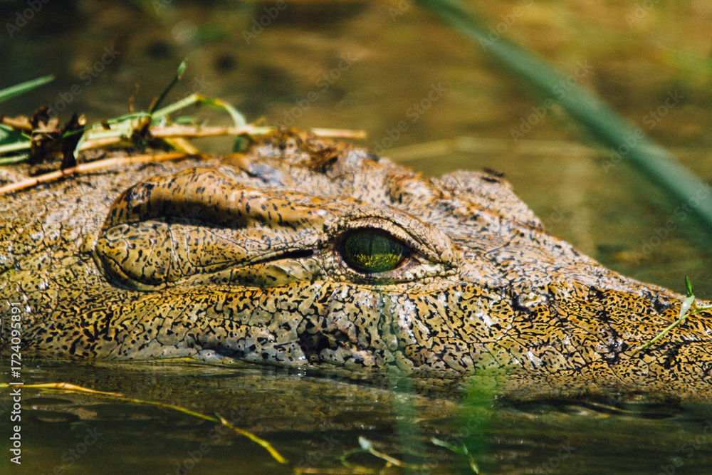 Fototapeta premium close up of a crocodile
