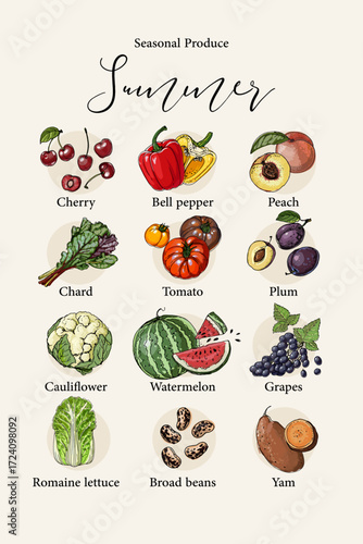 Vector poster with colorful hand drawn illustrations of seasonal summer produce: cherry, bell pepper, peach, chard, tomato, plum, cauliflower, watermelon, grapes, romaine lettuce, broad beans, and yam