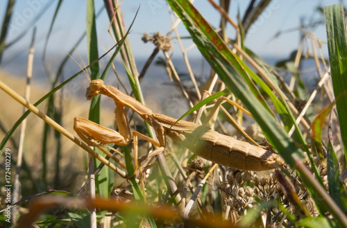 Close-up of praying mantis in the grass on the outskirts of Tbilisi, Georgia