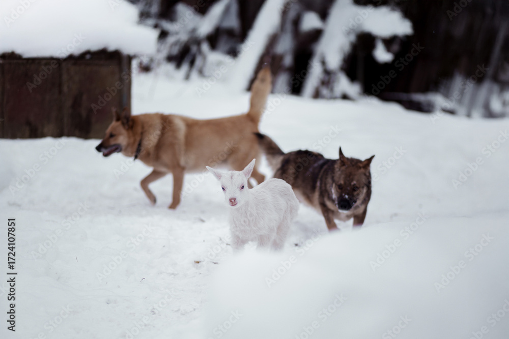Naklejka premium Dogs and goat play in the snowy forest during winter afternoon near a wooden shelter