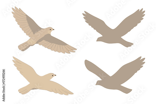 Falcon Wing Span. Isometric vector illustration set avian wing span soar: falcon wings extended, gliding streamlined body,