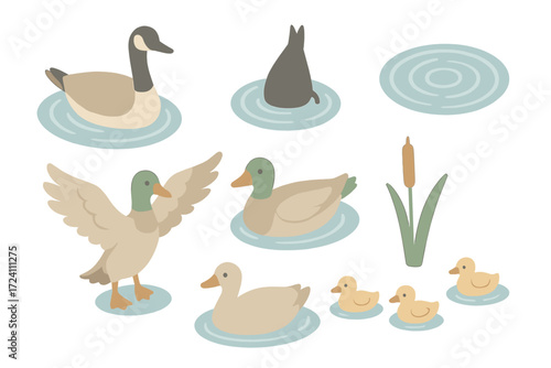 Waterfowl Pond Scene. Isometric vector illustration set waterfowl pond swim dive: goose paddling water, diving bird silhouette,