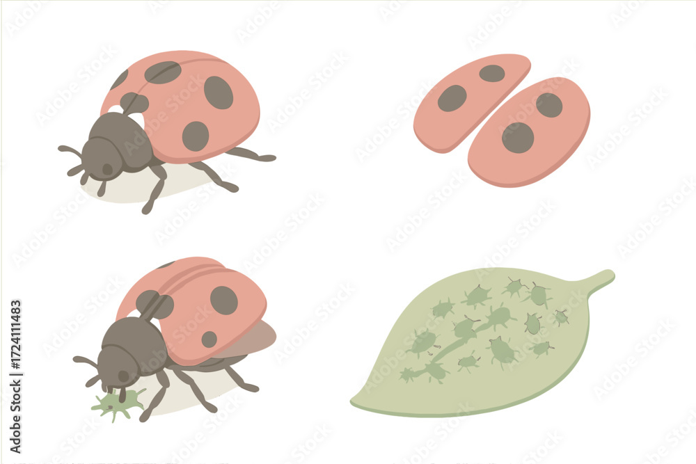 Obraz premium Ladybug Predator Scene. Isometric vector illustration set ladybug spots aphid predator: crawling ladybug beetle, dotted elytra