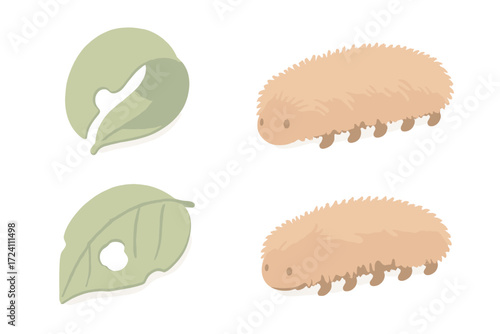 Caterpillar Leaf Munch. Isometric vector illustration set caterpillar crawl leaf munch: fuzzy caterpillar texture, curled leaf