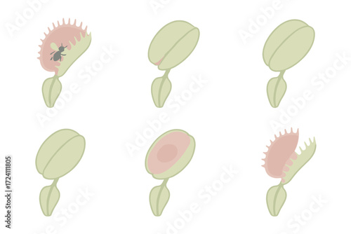 Venus Flytrap Feeding Stages. Isometric vector illustration set Venus flytrap feeding stages: open trap with insect inside,