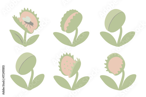 Venus Flytrap Feeding Stages. Isometric vector illustration set Venus flytrap feeding stages: open trap with insect inside,