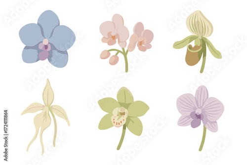 Exotic Orchid Hybrids. Isometric vector illustration set Exotic orchid hybrids: blue vanda hybrid orchid, mini phalaenopsis hybrid