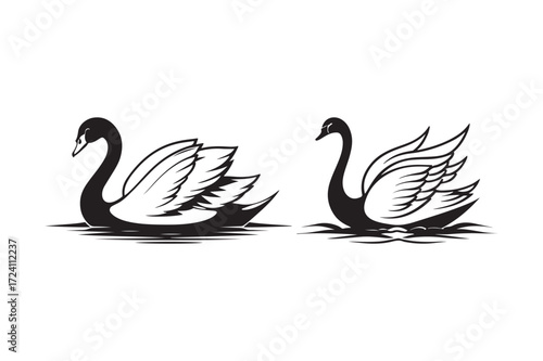 Elegant black swans gracefully floating on water