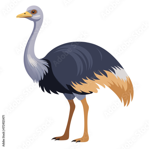 Illustration of a gray neck ostrich, flightless bird, african wildlife, long legged animal art
