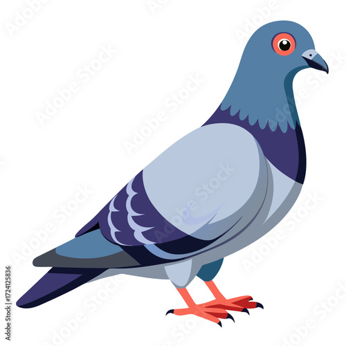 Illustration of a pigeon bird drawing vector image of a city dove with wings and feathers isolated on white