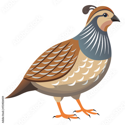 Canvas Print Find and download this beautiful vector image of a partridge bird illustration f
