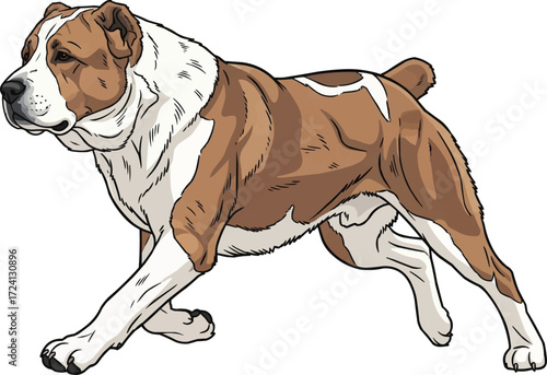 Central Asian Shepherd dog running energetic vector illustration