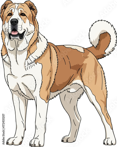 Central Asian Shepherd dog standing alert facing front illustration