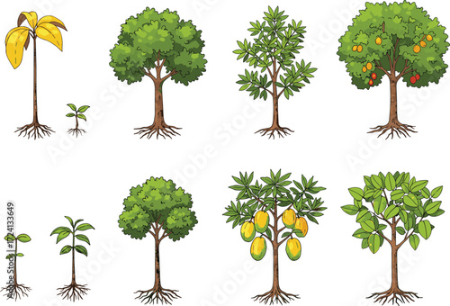 Fruit tree growth stages, seedling to mature tree, banana and mango development, agricultural plant cycle, botanical clipart, nature vector set