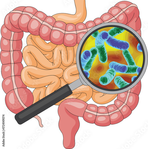 Human digestive system with magnified view of gut bacteria, microbiome health, intestinal flora, probiotics, and digestive tract illustration.