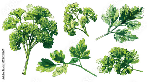 Fresh Parsley Collection with Vector Illustration for Culinary Designs