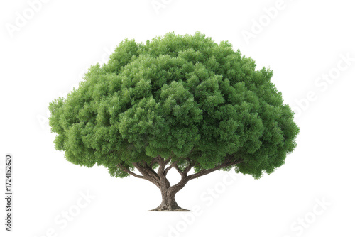 Lush green tree with dense foliage and strong branches on black background, cut out