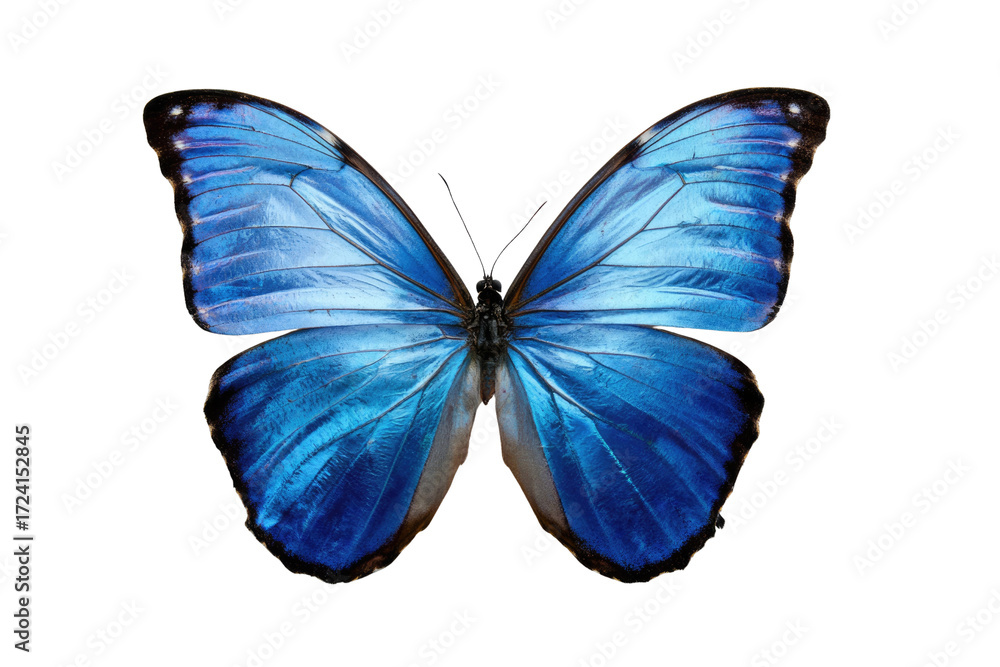 Fototapeta premium A vibrant blue morpho butterfly with spread wings, isolated on a transparent background. background removed