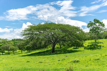 Acrylglasbilder Gras Parota-Baum auf weiter Wiese im Sommer  © JuanArnoldo