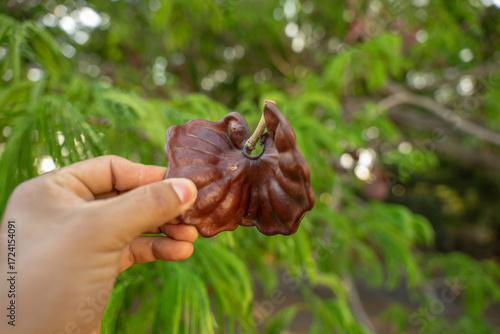 parota tree seed pods, Parota Tree or Agucastle, nacastillo, Nacaxtle, Guanacaste (ciclocarpum entolobio).