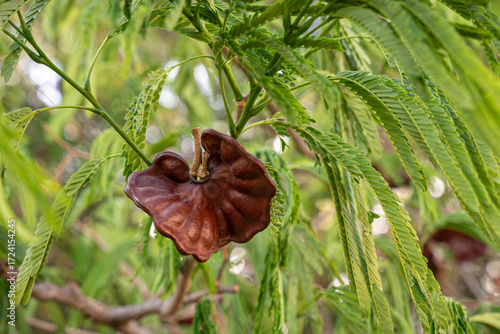 parota tree seed pods, Parota Tree or Agucastle, nacastillo, Nacaxtle, Guanacaste (ciclocarpum entolobio).
