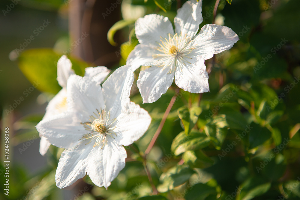 Fototapeta premium White clematis flowers blooming in a lush green garden