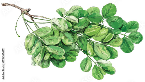 Vibrant Hand Drawn Green Moringa Leaves Watercolor Vector Illustration