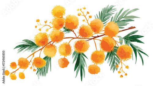 Vibrant Hand Drawn Watercolor Mimosa Plant Wildflowers Illustration