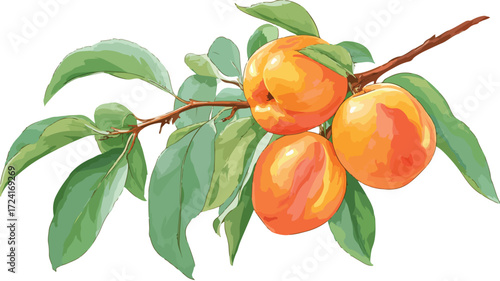 Fresh Peaches with Green Leaves Vector Illustration for Creative Projects