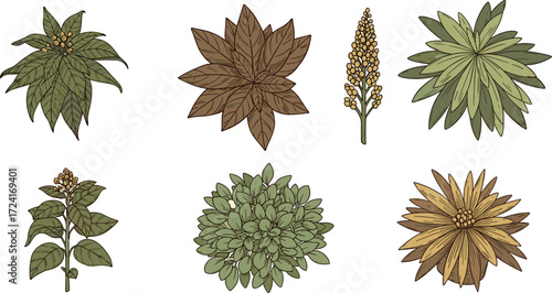 Vintage botanical illustrations of diverse plant specimens