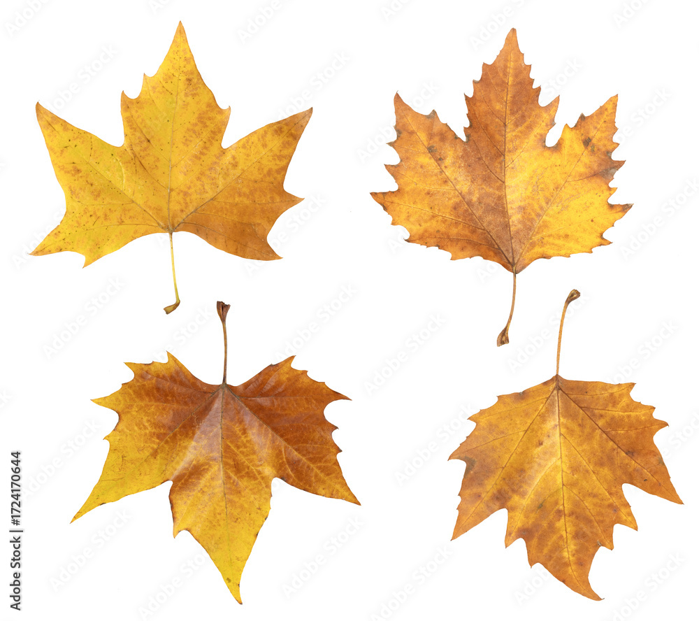 Fototapeta premium Feuilles de platane morte en automne