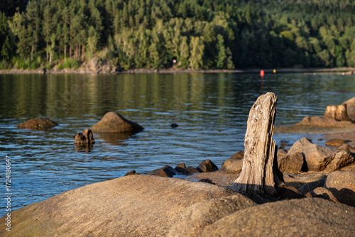 Weathered tree stump among rocks on calm lake shore with forest in background at sunset.