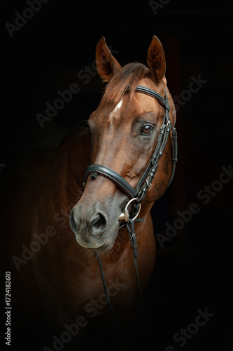 Beautiful english thoroughbred stallion portrait
