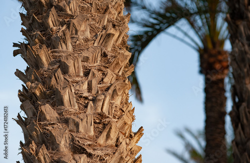 Closeup part of a palm tree trunk