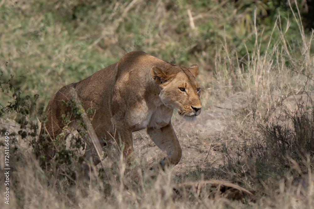 Obraz premium Powerful lioness walking in the bush
