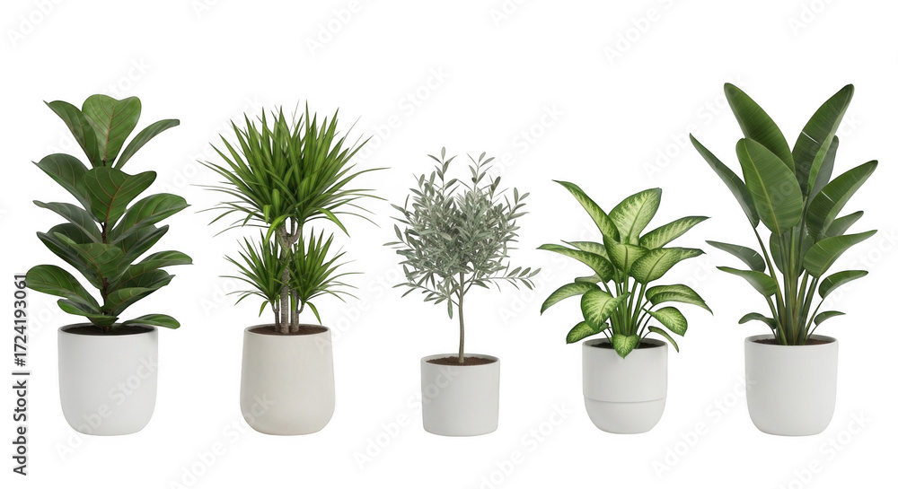 Fototapeta premium Collection of five different potted green houseplants with lush foliage, isolated on transparent background