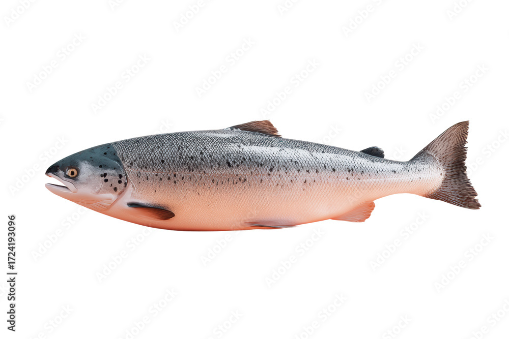 Naklejka premium Side view of a fresh whole salmon fish on white background, cut out