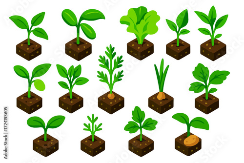 Colorful Seedling Sprouts. Isometric vector illustration set Green Seedlings: tomato sprout, cucumber sprout, lettuce sprout,