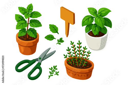 Culinary Herb Collection. Isometric vector illustration set Culinary Herb Collection: small terracotta pot with mint, white