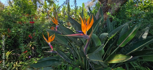 Beautiful Orange Birds of Paradise